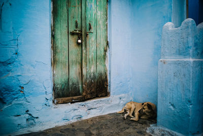 Dog resting on closed door, india