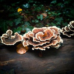 Close-up of mushrooms growing in forest