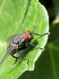 Close-up of fly on leaf