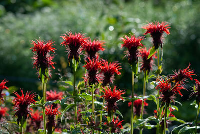 Close-up of red flowering plants in park