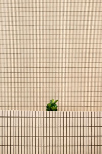 High angle view of leaf on floor against white background