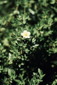 Close-up of white flowering plant