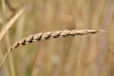 Close-up of wheat