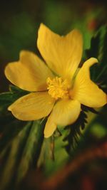 Close-up of yellow flower