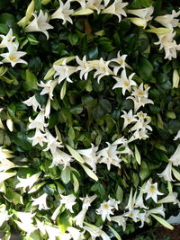 High angle view of white flowering plants