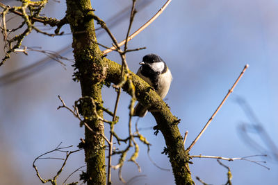 Low angle view of a bird perching on branch