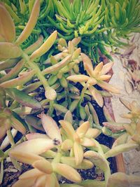 High angle view of chopped vegetables on plant