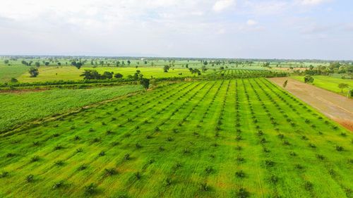 Scenic view of rural landscape