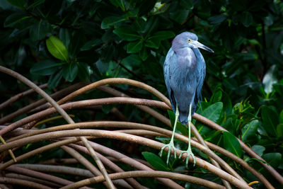 Close-up of heron perching on tree