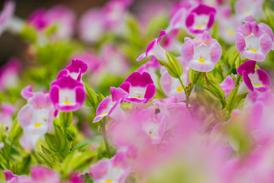 Close-up of pink flowering plants