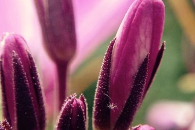 Close-up of pink flower