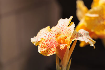 Close-up of flower against blurred background