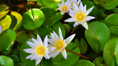 Close-up of white flowering plants