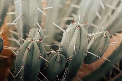 Close-up of plant