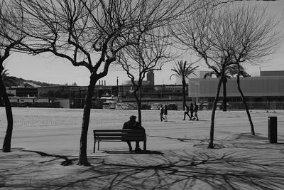 Bare trees in park