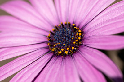 Close-up of pink flower head