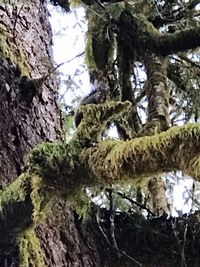 Low angle view of tree trunk