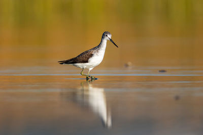 Common greenshank wading in a shallow lake, vrana lake, croatia