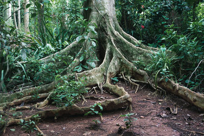 Trees in forest