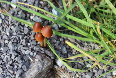 Close-up of plant