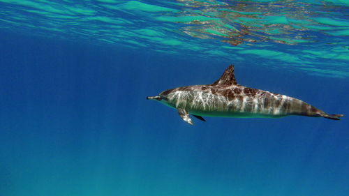 Dolphins. spinner dolphin. stenella longirostris is a small dolphin .