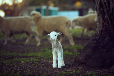 Sheep standing in a field