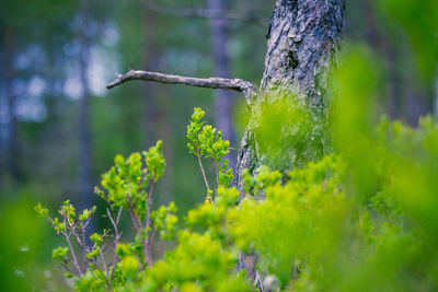 Beautiful, fresh green blueberry leaves in spring forest. seasonal scenery of northern europe.