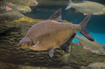 Close-up of fish underwater