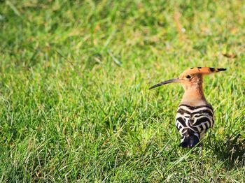 Hoopoe perching on grassy field on sunny day