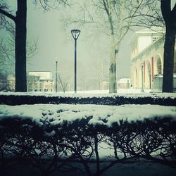 Snow covered trees in city