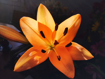 Close-up of orange lily