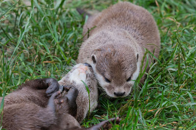 Close up of two otters cuddling 