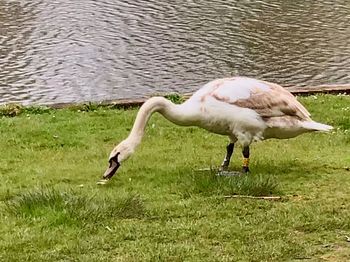 Side view of a bird in water