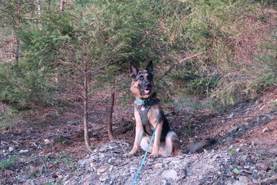 Portrait of dog sitting on tree