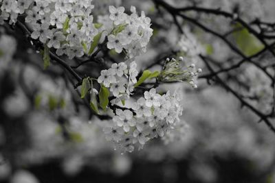 Close-up of white flowers