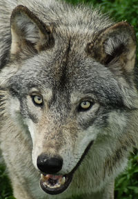 Close-up portrait of a cat