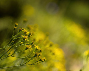 Close-up of yellow flowering plant on field
