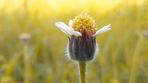 Close-up of yellow flowering plant on field