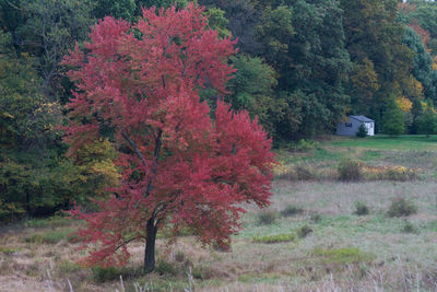 Trees on landscape during autumn