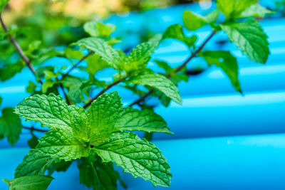 Close-up of fresh green leaves in water