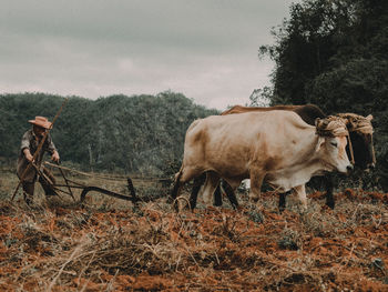 Cows in a field