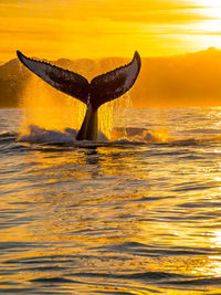 Walfisch heckflosse ragt aus dem meer, ki generiert