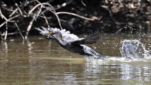 Bird flying over lake