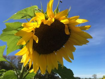 Close-up of sunflower against sky