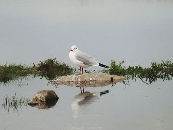 Bird flying over lake