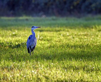 Heron in a meadow