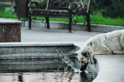 View of horse drinking water