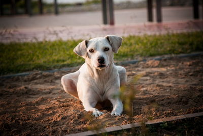 Portrait of dog on field