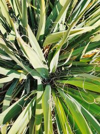 Close-up of plant