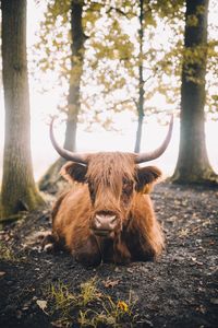 Portrait of highland cattle relaxing in forest